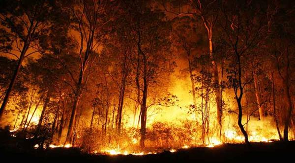 राजस्थान के सरिस्का अभ्यारण में लगी भीषण आग