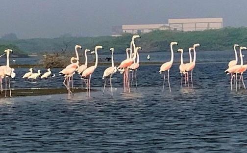 सुर सरोवर पक्षी अभ्यारण