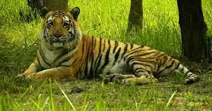 पश्चिम बंगाल की सुंदरबन में 27 नवंबर से शुरू होगी वार्षिक बाघ गणना